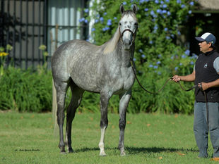 Gidu, un Frankel que pisa fuerte en la cría argentina con su primera camada