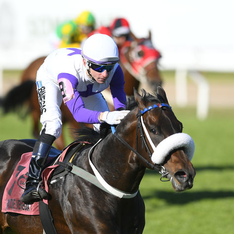 Bailarín de Venecia Seeks to Complete the Hat-Trick in the Clásico Necochea