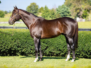 El generoso padrillo Girvin murió inesperadamente a los 12 años en el Airdrie Stud