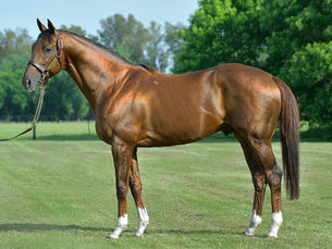Summary - Haras Orilla del Monte Dispersal Sale - 2024 Yearlings