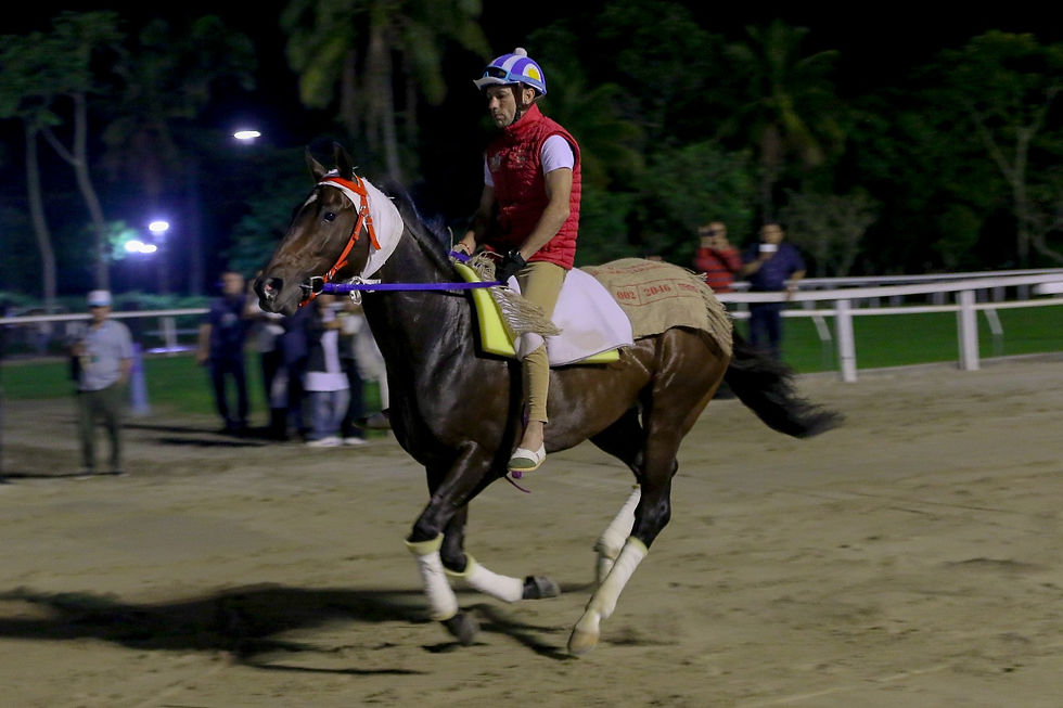 Need You Tonight schooling at Gávea, where he has settled in perfectly / JOSÉ DE LA CRUZ SALVADOR