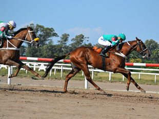 On the Road to the Dardo Rocha, a Can't-Miss Stakes Race Looms at La Plata