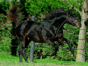 Thursday auction set for Racehorse yearlings