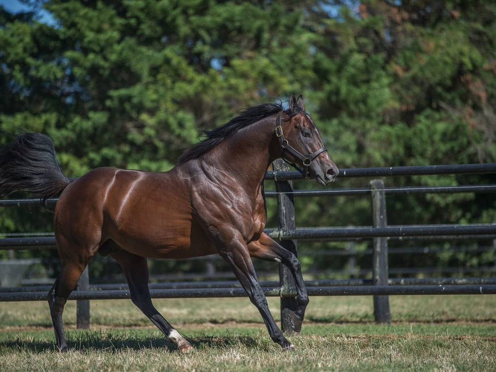 Remote leads the graded stakes sires' standings by just a few pesos