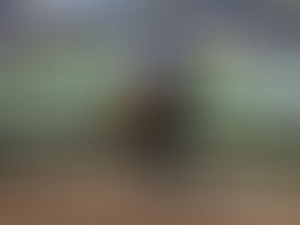 Scylla, Perfect Redemption for Bill Mott as Sarawak Rim Passes the Test