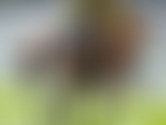 Puppi's Husband y Se Va Colando, doblete de grupo argentino en Perú