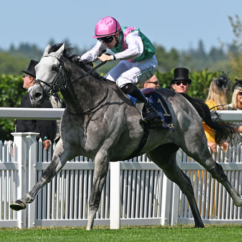 Field Of Gold Retired and Set to Join Juddmonte Stallion Roster for 2027