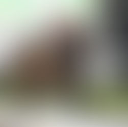 Naimabad, la yegua de los hermanos famosos, se quedó con el Eduardo Jara