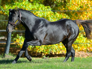 Las Monjitas sigue firme y se quedó con los 2 precios máximos en La Nora