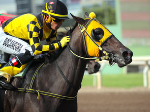 Sexy Star, la yegua argentina que no para de ganar clásicos en Monterrico