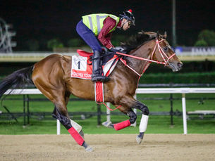 Con Yahagi y Sakai ya en Dubai, serán 8 los rivales para Forever Young en la Dubai World Cup