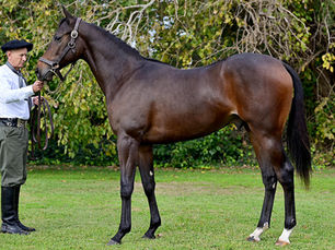 Haras Abolengo, genética de Estrellas para una venta con historia