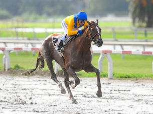 Live Your Life desfiló en el barro; Colorado del Monte tuvo un debut perfecto
