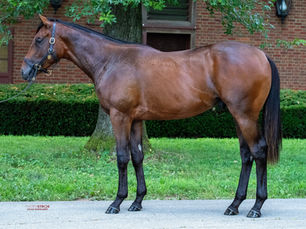 Fasig-Tipton Saratoga rompió todos los récords, con números formidables