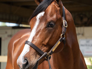 El potrillo de los 10.500.000 dólares ya está en el stud de Bob Baffert en Santa Anita Park