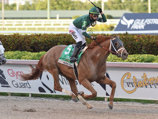 El G1 Known Agenda servirá en el Haras La Peregrina uruguayo