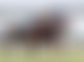 Pecado Original sueña con el 25 de Mayo y va por el Granaderos a Caballo