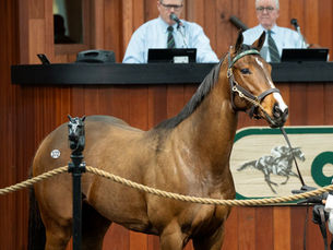 Nyquist figura en OBS, ahora con una potranca vendida en US$ 2.000.000