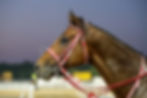 Forever Young volvió ganando y apunta al Classic de la Breeders' Cup / THE SAUDI CUP