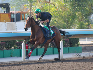 Un Hong Kong Vase de altísimo vuelo: apenas 3 libras separan a los 5 candidatos