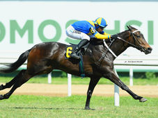 Stud Pauli Enjoying Remarkable Form with Exceptional Winning Percentages