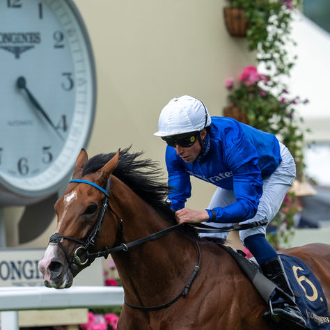 Ombudsman Reaches the Summit of the Longines World's Best Racehorse Rankings