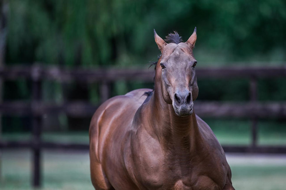 Resumen Venta Copa Bullrich Abril de productos 2024