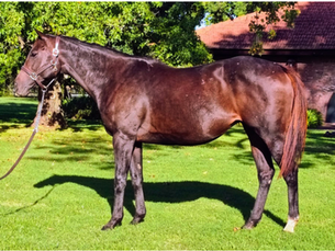 Este martes, la Gran Venta Anual de Yeguas Madre del Haras Santa Inés