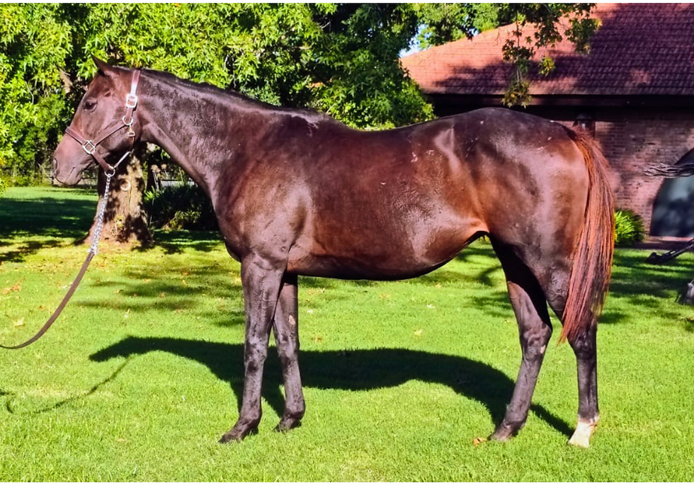 Este martes, la Gran Venta Anual de Yeguas Madre del Haras Santa Inés
