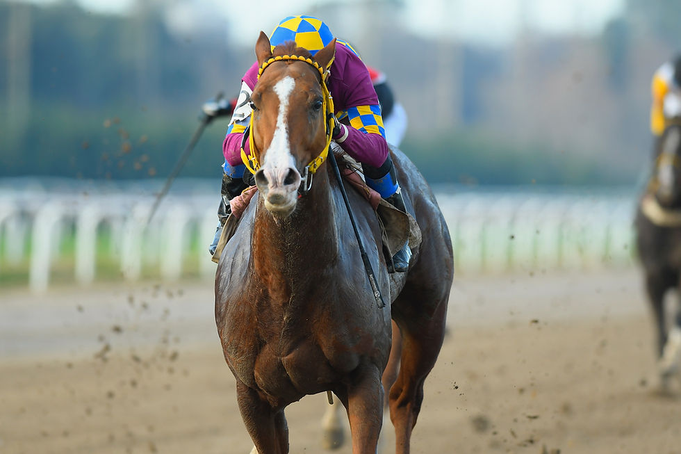 Río Maggio Captures the Handicap Candy Stripes / JUAN I. BOZZELLO