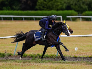 Los japoneses Masquerade Ball y Wurttemberg afinan detalles para un histórico desafío en Ascot