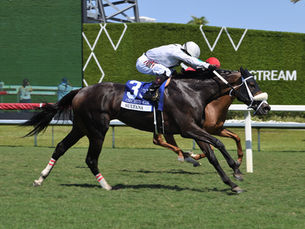 Ayra Stark cayó en el último salto del Orchi Stakes, pero se va consolidando