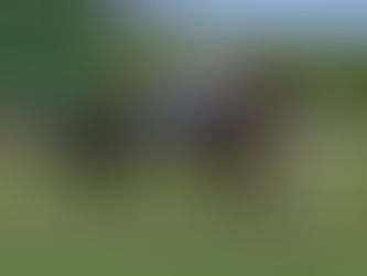 Ayra Stark cayó en el último salto del Orchi Stakes, pero se va consolidando