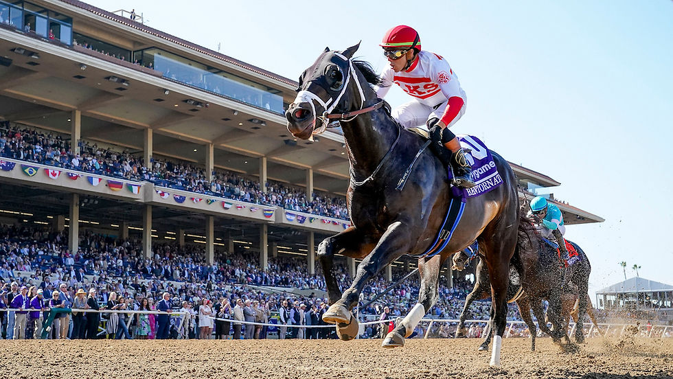 El notable sprinter Bentornato fue consagrado Caballo del Año 2025 en la Florida