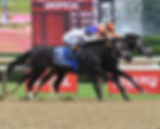 Along the Inside, Local Knowledge Captured the Amsterdam Stakes / ADAM COGLIANESE / NYRA