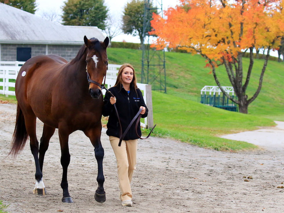 Keeneland no se detiene: 3397 caballos para una Venta de Noviembre cargada de estrellas