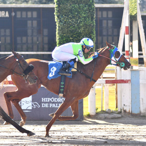 Barbarian stands out in the Clásico Estrellas Dirt