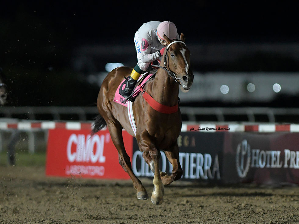 Murió en el Haras Vikeda el talentoso Malibu Spring, Caballo del Año 2022