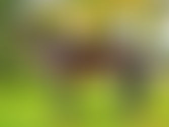 Ucrania mantuvo su invicto y para Señor Dalton llegó el segundo éxito