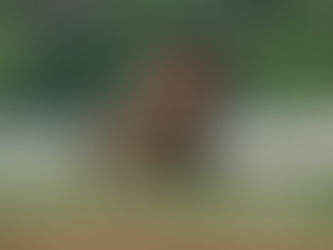 Wait To Excel reaparece en el King Abdulaziz, en un fin de semana cargado