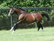 Murió Zamindar, el padre de la inolvidable Zarkava y una pieza clave de Juddmonte