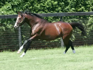 Murió Zamindar, el padre de la inolvidable Zarkava y una pieza clave de Juddmonte
