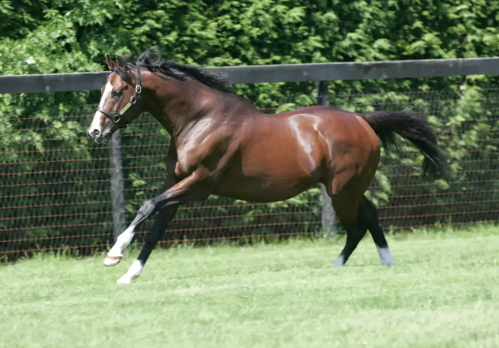 Murió Zamindar, el padre de la inolvidable Zarkava y una pieza clave de Juddmonte