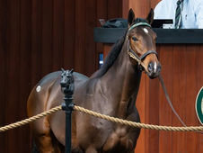 Ocala: US$ 1.200.000 por un hijo de Nyquist y la campeona argentina La Extraña Dama