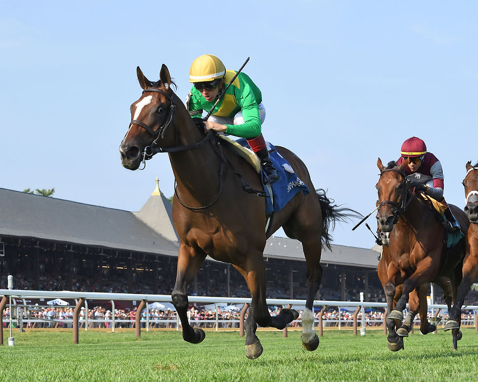 Ozara still doesn’t know what it means to lose at Saratoga / ADAM COGLIANESE / NYRA