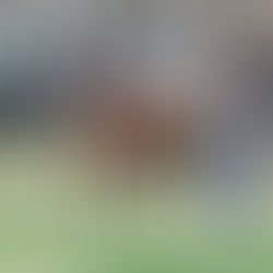 Vulkanero, la joya de Vekoma que promete encender el ring en el Haras La Valkiria