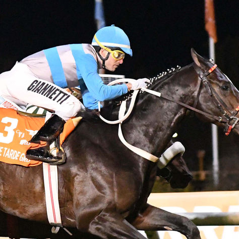 Qué Tarde Gris conquered champions and Grade 1 winners in the Gran Premio Estrellas Mile