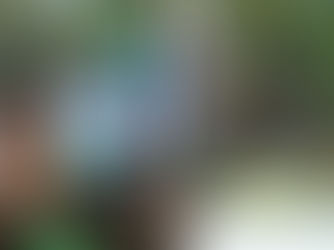 El Chevalier tendrá solo 4 participantes; 6 potrancas en el Eliseo Ramírez