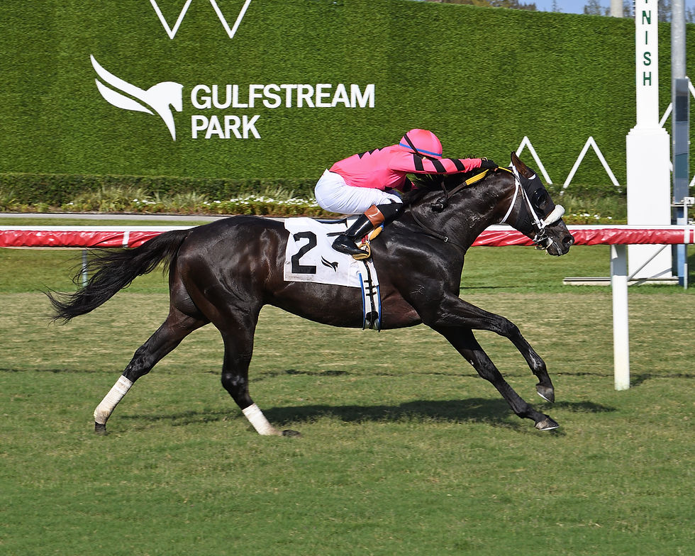 Gran Oriente, a Chilean triumph in the Mr. Steele Stakes at Gulfstream Park