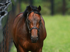 The Sire Mendelssohn Reached 50 Stakes Winners
